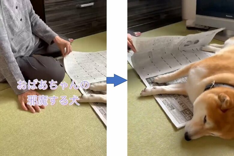 左：新聞を読みたいおばあちゃんだが…　右：新聞の上には福くんが