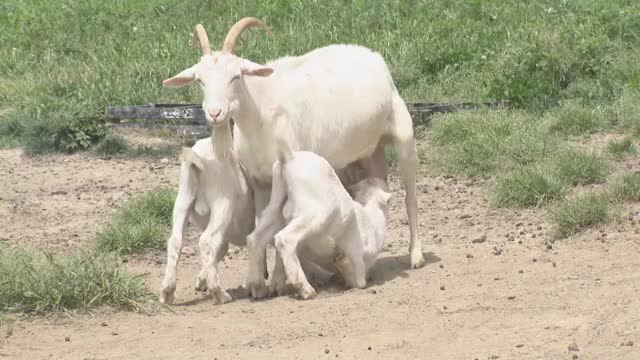 愛媛で唯一！ヤギがメインの内子の牧場　今春３６匹誕生　初夏は過ごしやすくエサ豊富　ミルク旬に【愛媛】