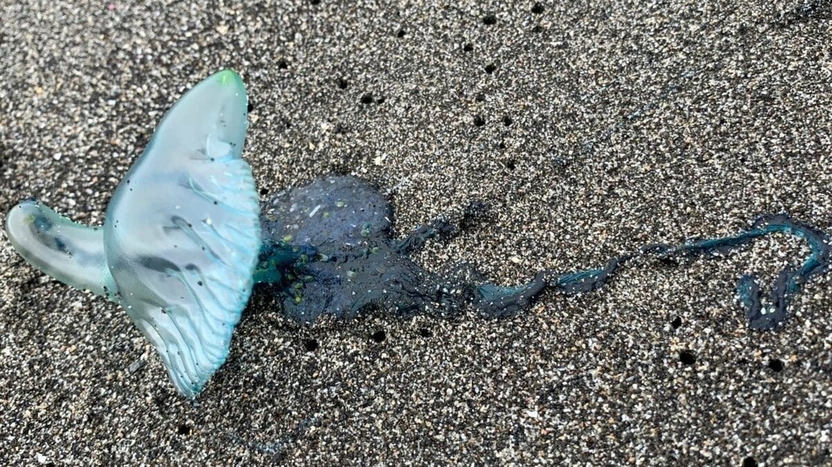 海の危険生物「カツオノエボシ」に絡みつかれたら？“毒針”に