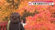 紅葉の色づきは？名所「九酔渓」に多くの人　手が届くほどすぐそばに紅葉が「あまがたに渓谷」は圧巻　大分
