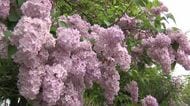 札幌の初夏彩る恒例の「ライラックまつり」開幕！かれんに咲き誇る花とともに音楽とグルメも満喫～オープニングセレモニーで来場者に苗木1000本プレゼント―まつりは31日まで〈北海道札幌市〉