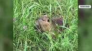 カピバラ？カワウソ？ 特定外来生物・ヌートリアの目撃相次ぐ 温暖化で関東まで来るのも秒読み段階か？ 専門家「結構凶暴です」