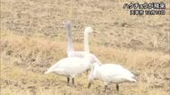 「遠くから見守って」天草でハクチョウが飛来【熊本】