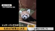 熊本市動植物園で今年５月に生まれたレッサーパンダの赤ちゃん、名前は『桃香』