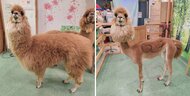 アルパカに翼が生えた！？モフモフの毛を“脱いだ”サマーカット姿が可愛い…担当者「夏の風物詩にしたい」