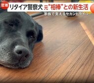 “鼻の捜査官”10歳のリタイア警察犬「オト」“元相棒”との新生活　セカンドライフは“上司と部下“から“家族“に