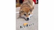 「早く小さくしてよ」おやつが大きすぎると柴犬が飼い主に文句…会話が成立しているようなやり取りが可愛い