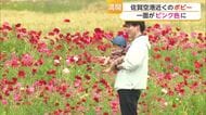 「花見たら心も幸せに」佐賀空港近くの色鮮やかなポピー見頃　佐賀を訪れる人を出迎え【佐賀県】