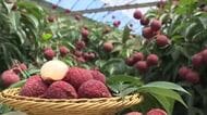 「生ライチのフレッシュさを味わって」新富町でライチの収穫