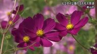 秋の高原彩る　３０万本のコスモス見頃【熊本】