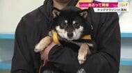 中四国初！愛犬と楽しむスポーツ「ドッグマラソンin高知」あさって香南市で開催【高知】