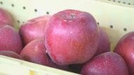 「これぞリンゴ」“サンふじ”の出荷始まる　例年にない「大玉傾向」、寒暖差で味も色づきも良好　出荷は12月中旬ごろまで　長野・松本市