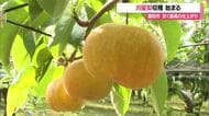 「甘くてジューシー最高の仕上がり」　特産・刈屋梨の収穫始まる　山形・酒田市