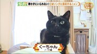 CMソングに反応するニャンコ【どうぶつのカンパネラ】湖西市