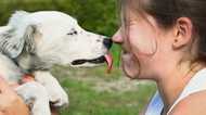 キスや濃厚な接触は危険! 死を招く「ぺットからの感染症」