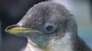 はじめまして! ジェンツーペンギンの赤ちゃん メキシコ