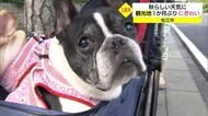 3連休中日 松江城周辺1か月ぶりに多くの人出(島根・松江市)