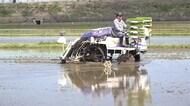 ハナエチゼンの田植え 1週間早く 福井県美浜町