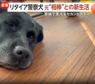 “鼻の捜査官”10歳のリタイア警察犬「オト」“元相棒”との新生活　セカンドライフは“上司と部下“から“家族“に