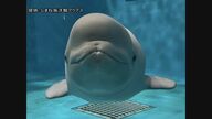 ガラスに“プニッ”　赤ちゃんシロイルカのかわいすぎる姿にXユーザー悶絶！？しまね海洋館アクアスの新アイドル