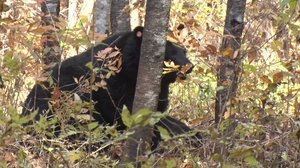 多発する市街地へのクマ出没…人間とクマの共生に向けた取り組みとは? 人身被害ゼロの自治体に密着