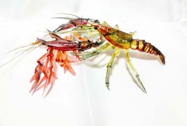紙で作られた“生き物”が質感までリアル…“紙作品の新境地”と表現するこだわりを作者に聞いた