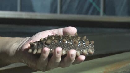 「売り先が決まらない…」続く中国の“輸入禁止” ナマコ養殖業者が苦境に…被害総額は約4億円