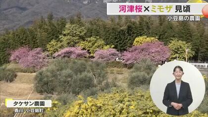 河津桜とミモザが咲き競う…小豆島町の農園で一般公開　島の人や観光客の目を楽しませる【香川】