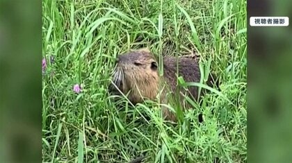 カピバラ？カワウソ？ 特定外来生物・ヌートリアの目撃相次ぐ 温暖化で関東まで来るのも秒読み段階か？ 専門家「結構凶暴です」