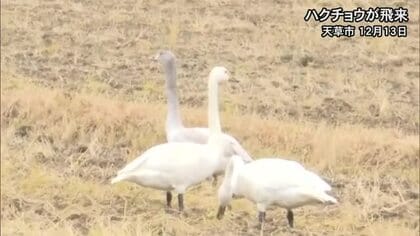 「遠くから見守って」天草でハクチョウが飛来【熊本】