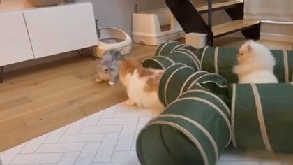 トイレから戻る猫を“待ち伏せ”して驚かす猫が手慣れている…仲は良いのか飼い主に聞いた