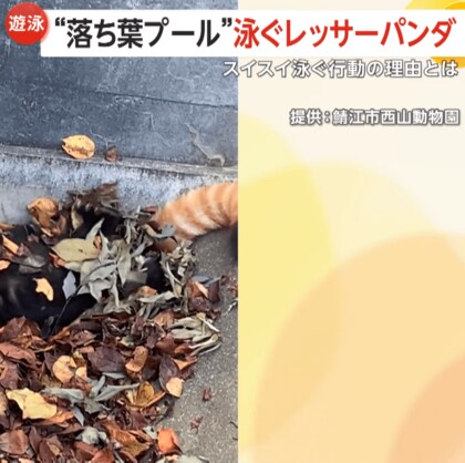 レッサーパンダが“落ち葉プール”でスイミング　スイスイ泳ぐ理由は身だしなみ？「女の子…きれいにしているのでは」福井・鯖江市西山動物園