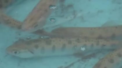 「大きくなって帰ってきてね」園児がサクラマスの稚魚500匹放流　2年後の春には70センチに成長し再び九頭竜川へ　福井