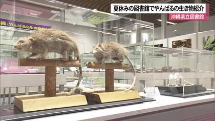 沖縄県立図書館でやんばるの生きものたちを紹介