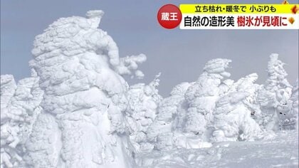自然の造形美“蔵王の樹氷”見ごろは2月いっぱい　夜間のライトアップも実施中【山形発】