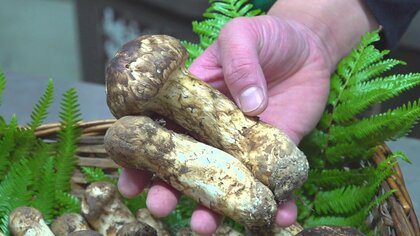 今や絶滅危惧種“マツタケ” もう食べられない？　収穫量が100分の1に…「化石燃料の増加」が絶滅を引き起こす