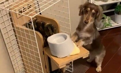 「自ら入るのです」ごはんを“立食”で楽しむワンコが賢い…“巨大食道症”対策で飼い主と二人三脚の日常を聞いた