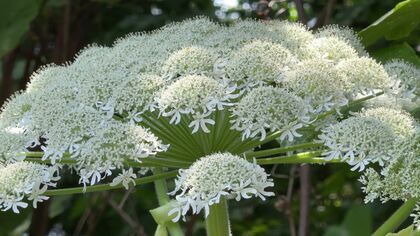 北見市でも目撃「バイカルハナウド？」高さは1ｍ以下で葉の形などから可能性低い―北大構内や白石区・東札幌など道内各地で目撃相次ぐ 札幌市へは3日時点で150件ほど通報＜北海道＞