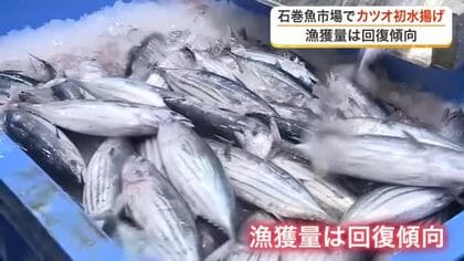 宮城県内で最も早いカツオの初水揚げ　石巻魚市場に３トン到着し高値取引　さっぱりとした味わい