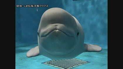 ガラスに“プニッ”　赤ちゃんシロイルカのかわいすぎる姿にXユーザー悶絶！？しまね海洋館アクアスの新アイドル