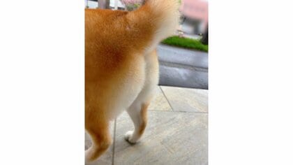 まるで芸術作品？トリミング終わりの柴犬の“桃尻”がかわいすぎる…過去1番だったのか飼い主に聞いた