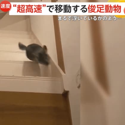 宙に浮いてる？超高速移動のチンチラ…たった2秒で階段駆け上がる　日本チンチラ協会「岩場暮らしで脚力はピカイチ」　茨城