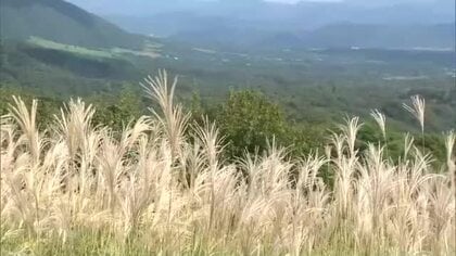 岡山県北部に秋の足音…岡山・鳥取県境近く　標高９００メートルの「鬼女台」でススキ見ごろ【岡山】