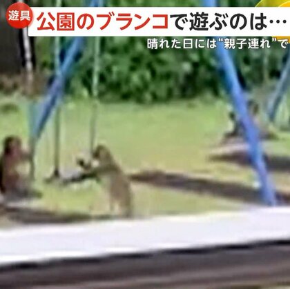 家の真裏の公園で…「早く代わってよ」ブランコで人間のように遊ぶ5、6匹のサル　住人「来るのは珍しくない。多いときは10匹以上」　京都・舞鶴市