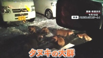御影石たぬき、狸の置物 石たぬき 茨城県までユニック車で引き取り