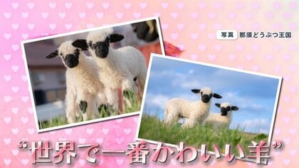 白黒のモフモフがかわいすぎ！ “世界一かわいい羊”の双子の赤ちゃん