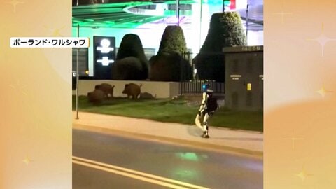 巨大イノシシを追いかけ回す人型ロボット　市街地に現れた3頭を“撃退”　ポーランド