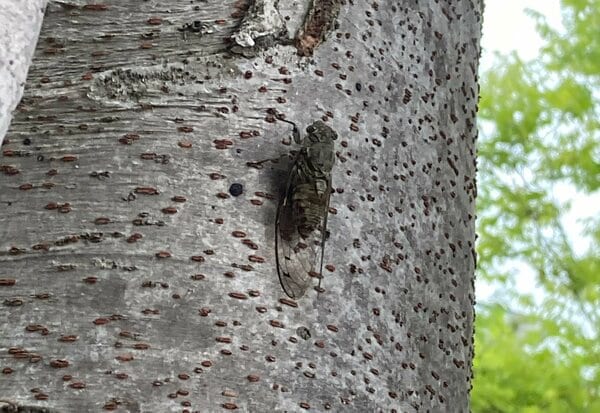 オーシンツクツク」「ツクリヨーシ」ツクツクボウシのそれぞれの