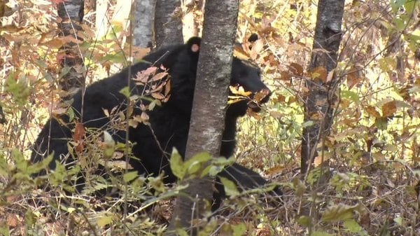 多発する市街地へのクマ出没 人間とクマの共生に向けた取り組みとは 人身被害ゼロの自治体に密着