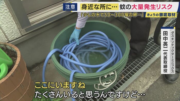 わずかな水たまりにもボウフラの姿